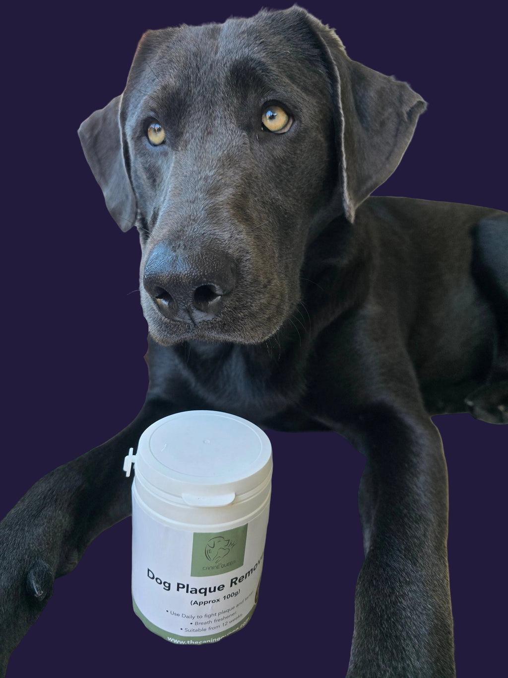 The Canine Queen Tartar Remover image 1
