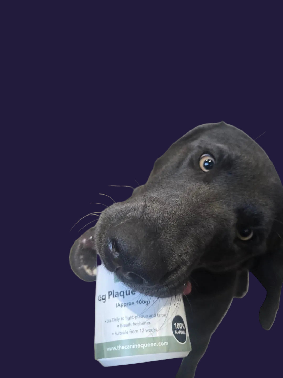 The Canine Queen Tartar Remover image 3