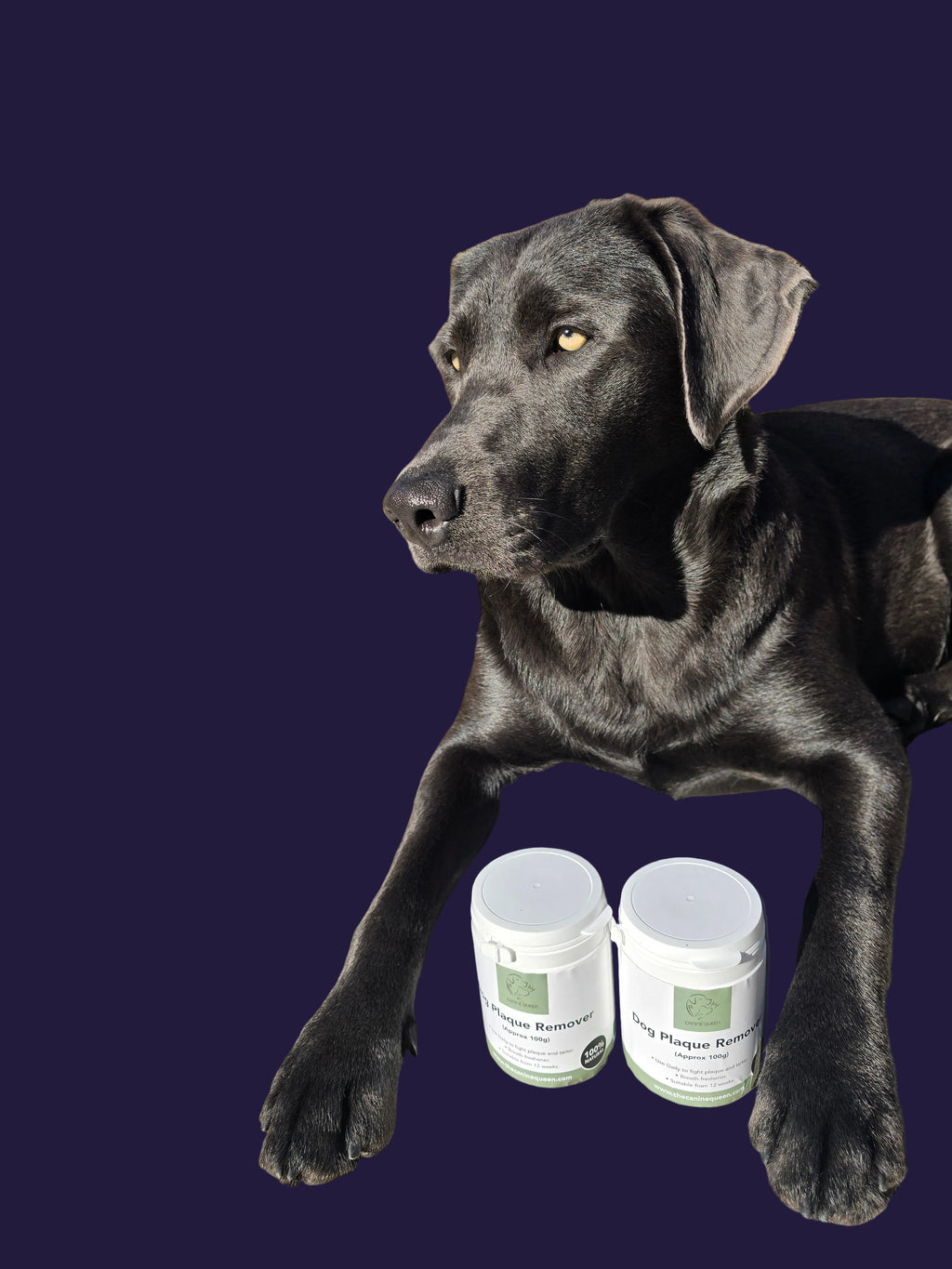 The Canine Queen Tartar Remover image 2